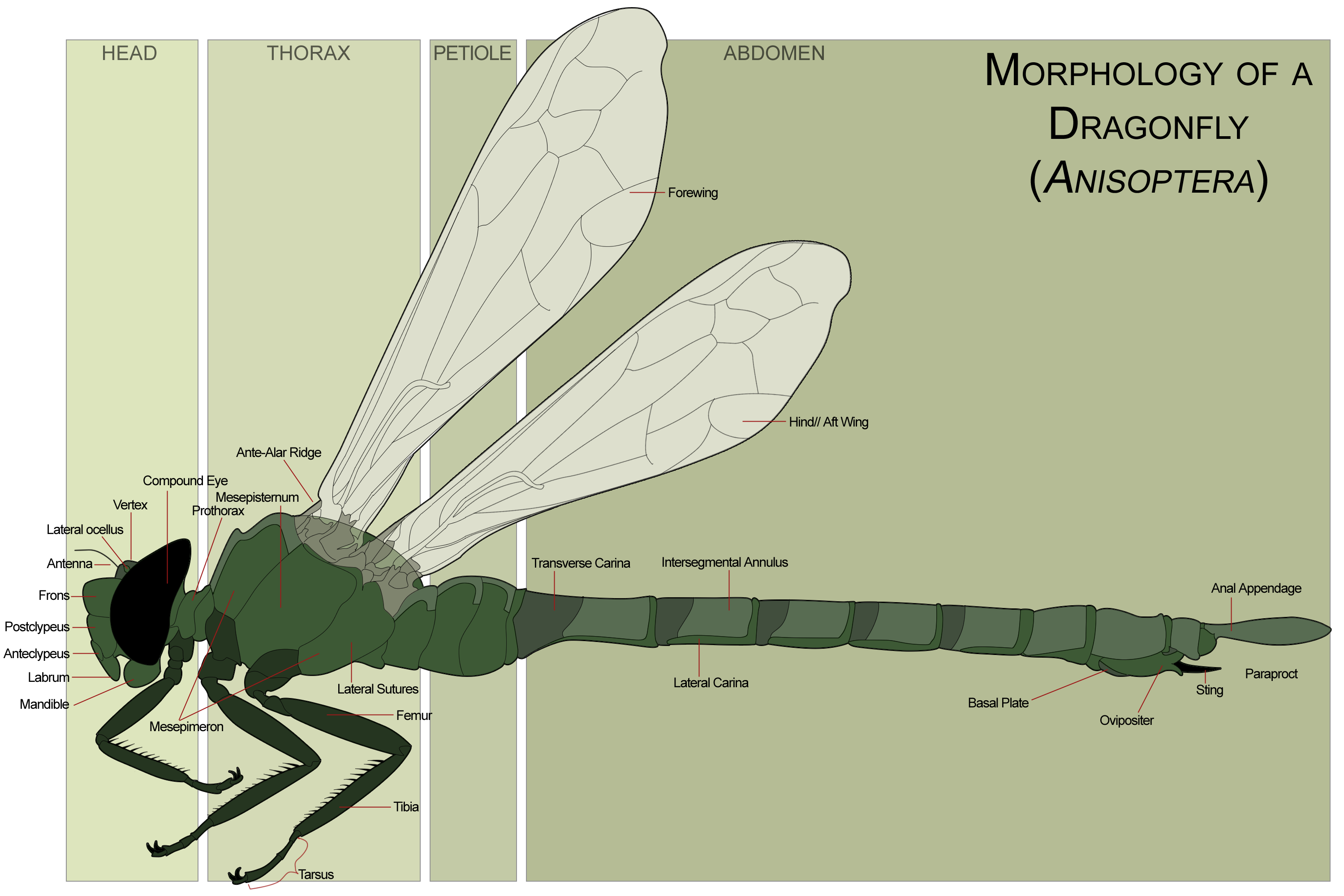 File:Dragonfly morphology.png - Wikipedia, the free encyclopedia