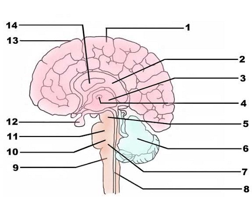 Brain Anatomy that Controls Our Body | humandiagram.info