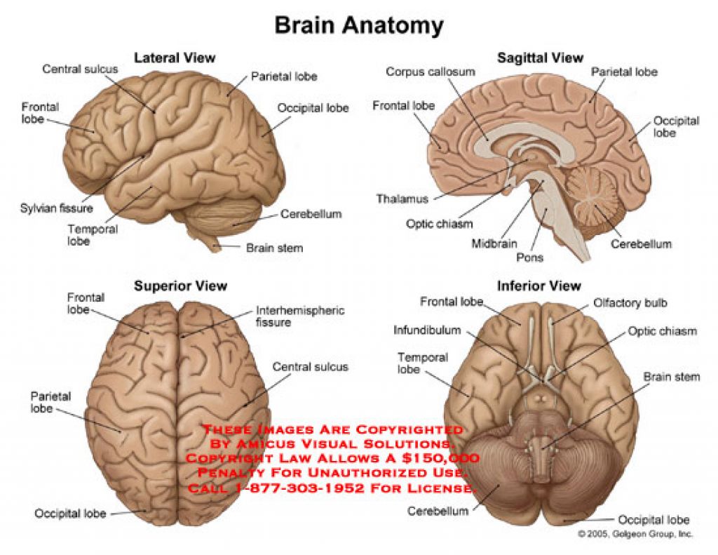 Brain Diagram Labeled | Human Anatomy Diagram
