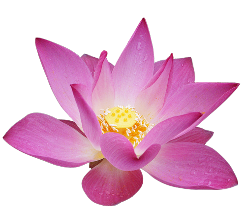 Lotus Flower Clipart