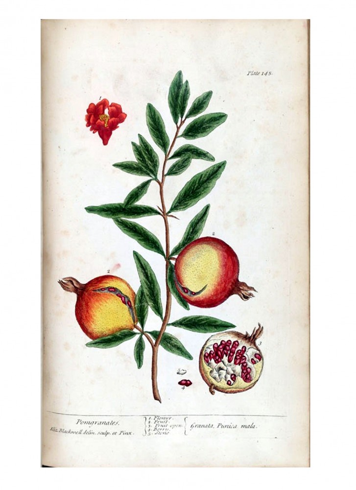 Botanical – Fruits, Vegetables, etc. 2 | Vintage Printable at ...