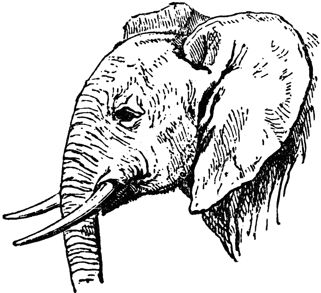 Line Drawings Of Animals - Cliparts.co