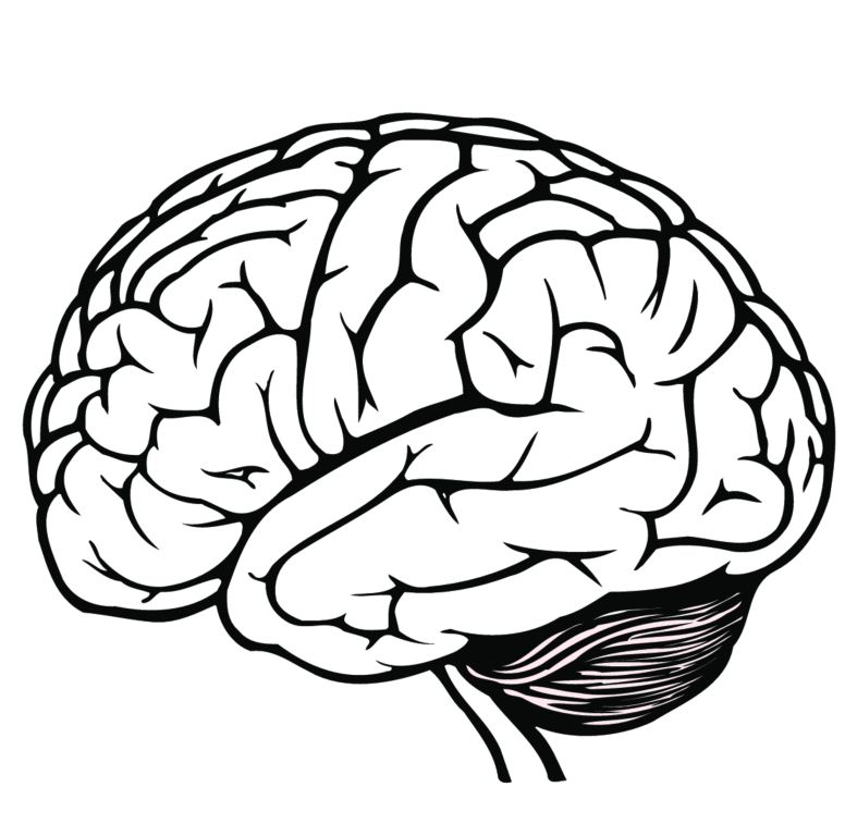 clipart of brain - photo #7