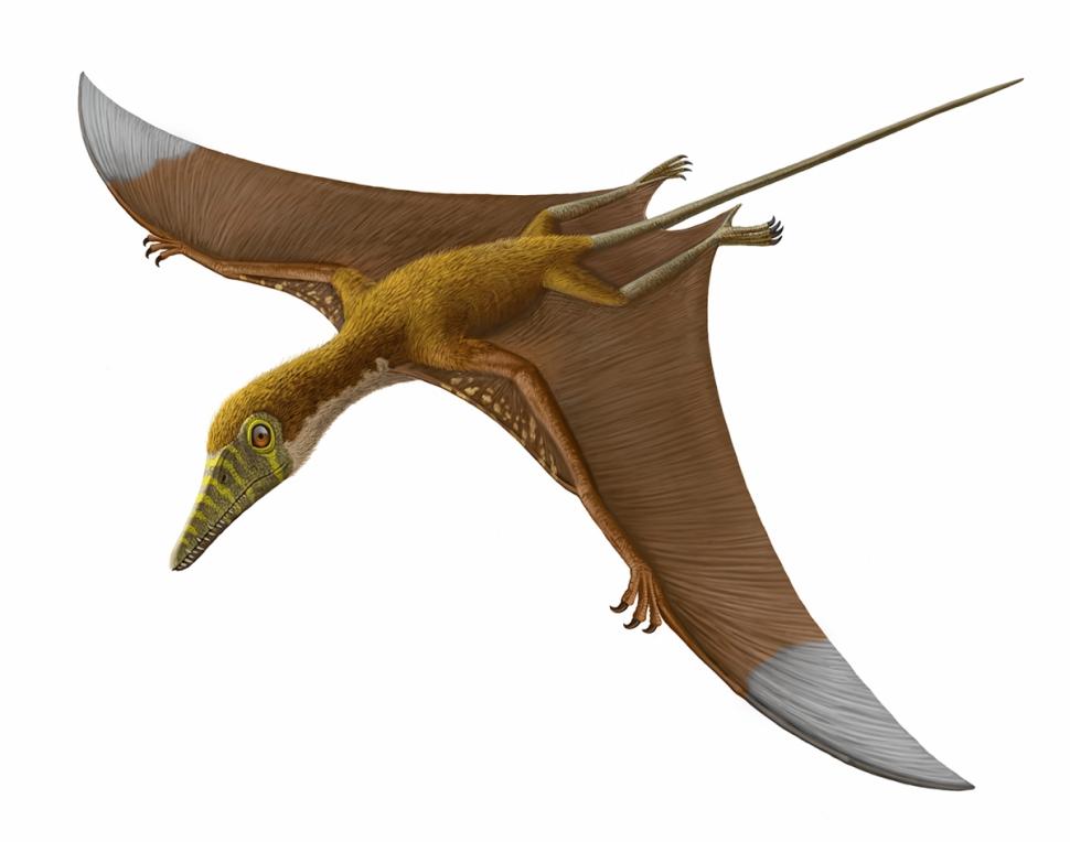 Pterosaurs take flight at Museum of Natural History in New York ...