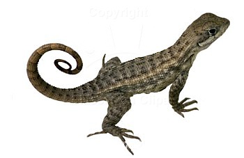 Objects : lizard : Classroom Clipart
