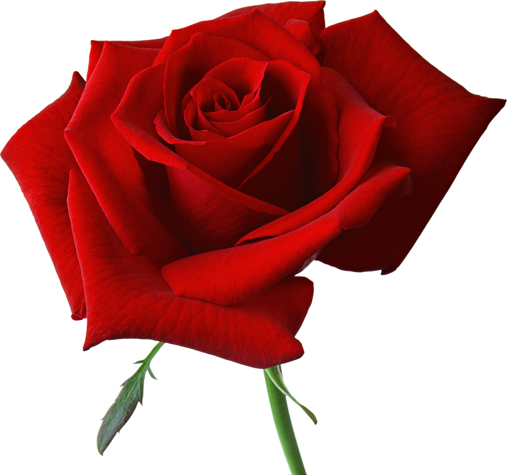 red roses clipart - photo #20