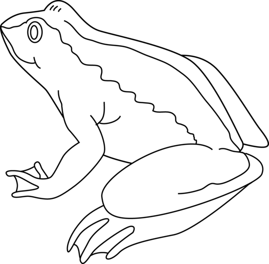 Clipart Frog Black And White Images & Pictures - Becuo