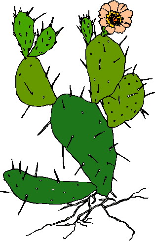 Clip Art - Clip art cactus 308763