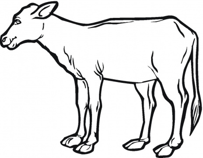 Download Realistic Calf Farm Animal Coloring Pages Or Print ...