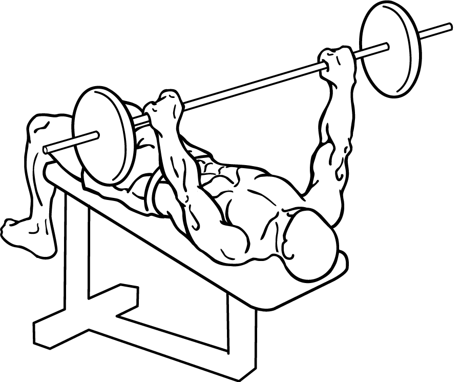 Flat Bench Barbell Press Images & Pictures - Becuo