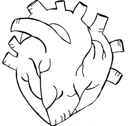 Pix For > Drawing Of A Real Heart