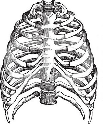 Human Skeleton Drawing - ClipArt Best - ClipArt Best