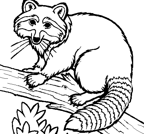 racoons realistic Colouring Pages