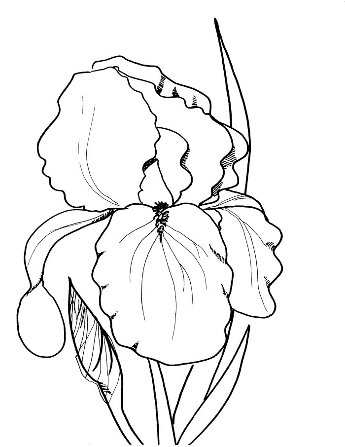 Drawings Of Spring Flowers - Cliparts.co