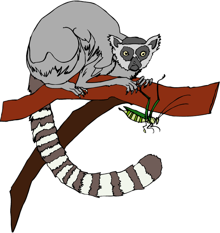 Free Lemur Clipart