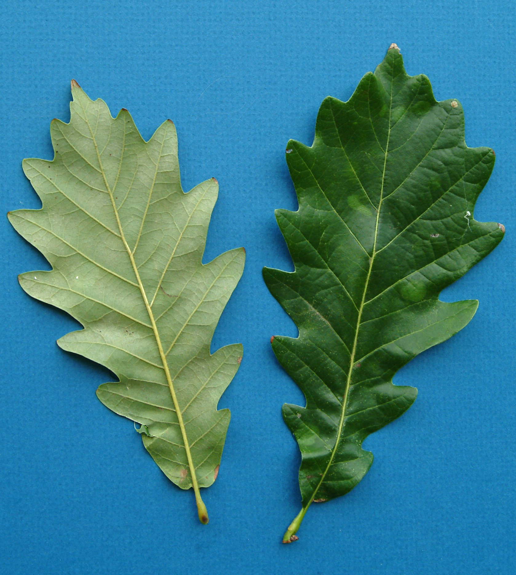 File:Kindred Spirit hybrid oak leaves.jpg - Wikimedia Commons