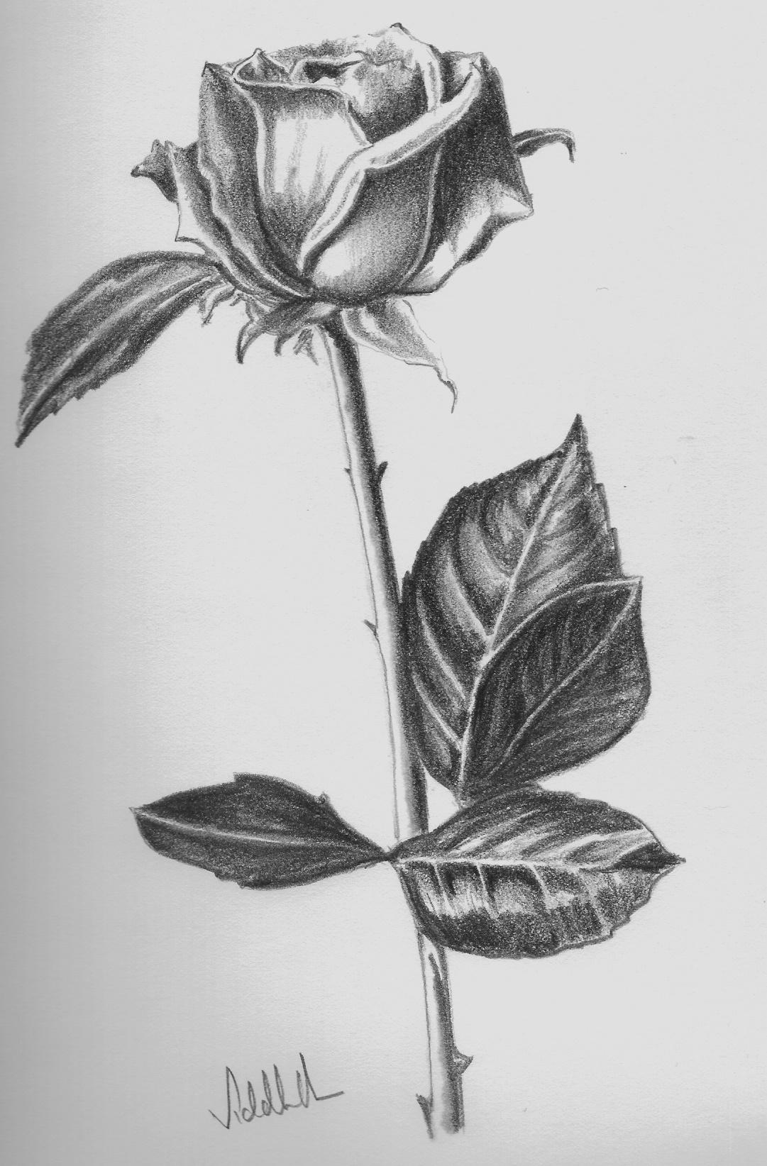 Rose Drawings on Pinterest | Flower Drawings, Pencil Drawings and ...