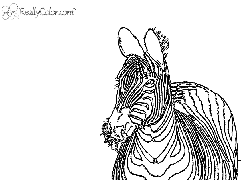 Zebra ReallyColoring Page | ReallyColor