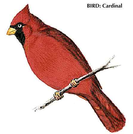 Ohio: state bird -- Kids Encyclopedia | Children's Homework Help ...