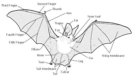 California Bat species