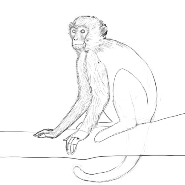 How to draw a monkey - Drawing Factory