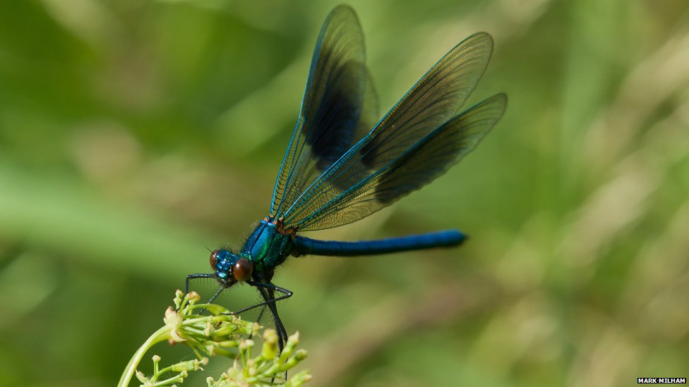BBC Nature - Your pictures: Celebrating damsel and dragonflies