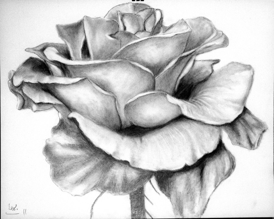 Rose - pencil drawing by Leo-2010 on DeviantArt