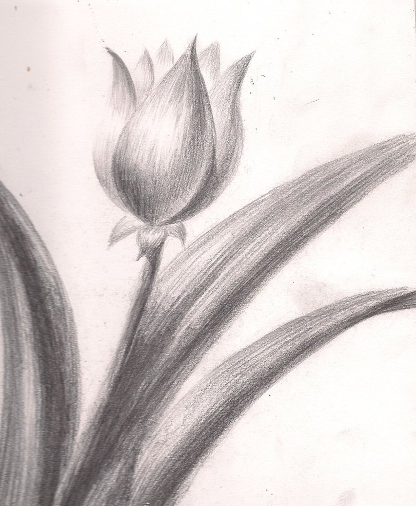 Flower sketch- Tulip by drakanovia on DeviantArt