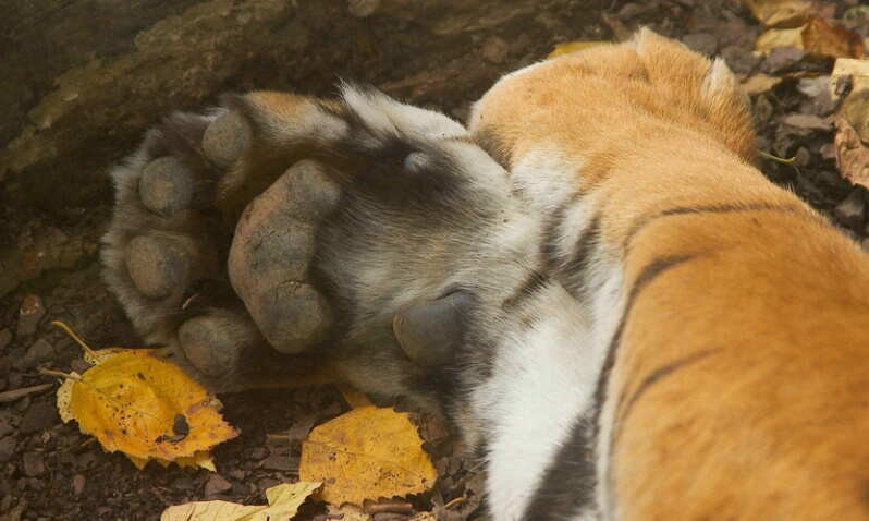 Sumatran Tiger Paws - Photograph at jenelsonphotography.com