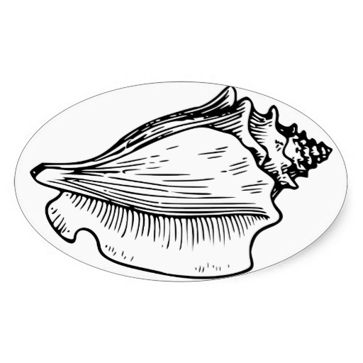 Conch Shell Sketch Oval Stickers | Zazzle