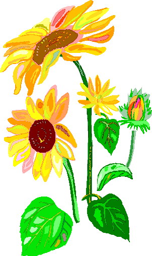Clip Art - Clip art sunflower 329985