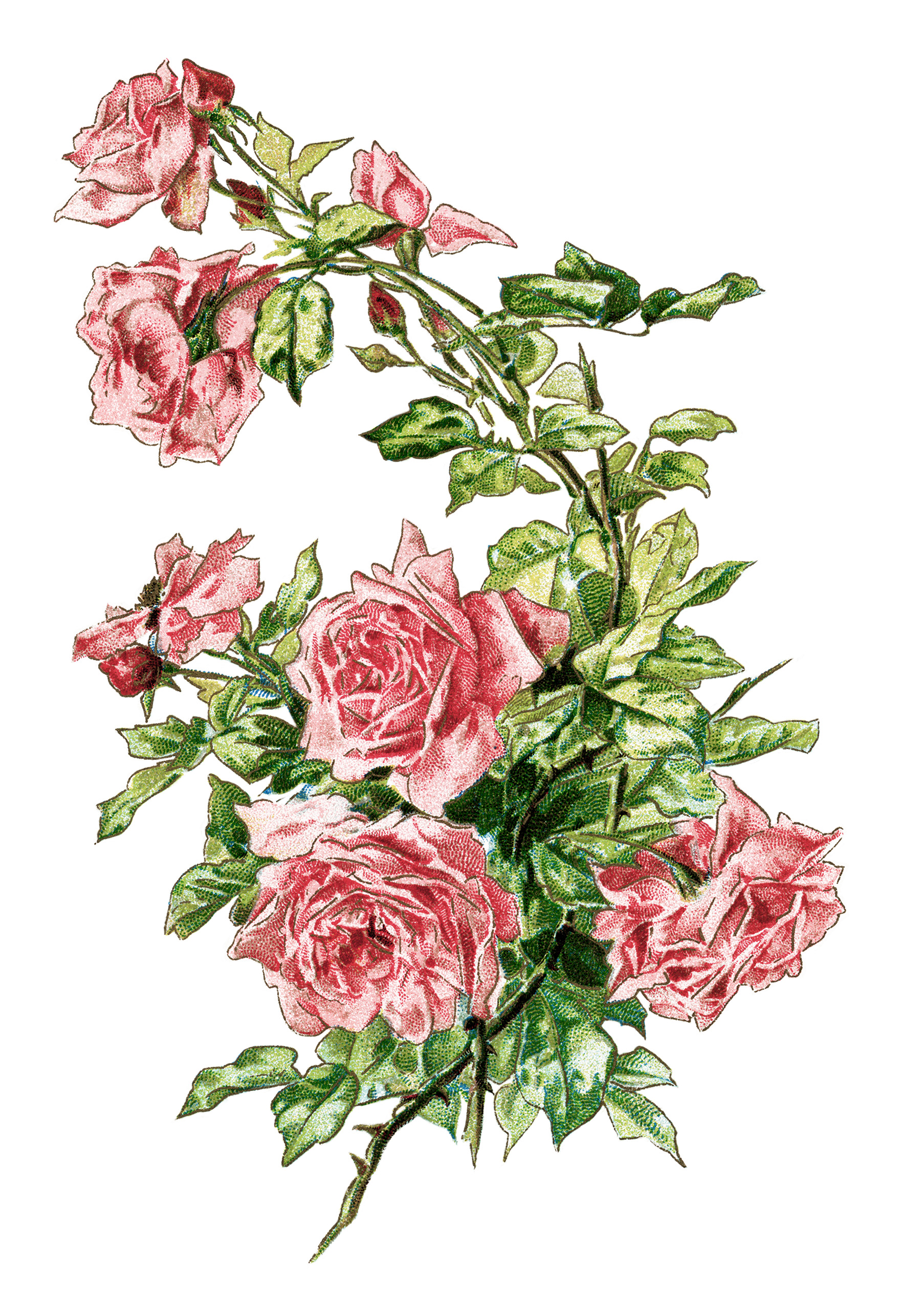 Free Vintage Image Branch of Pink Roses | Old Design Shop Blog