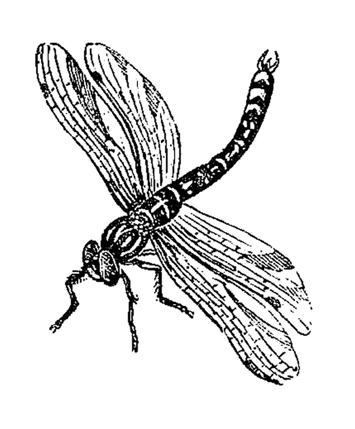 Dragonfly Clip Art Black White | Clipart Panda - Free Clipart Images