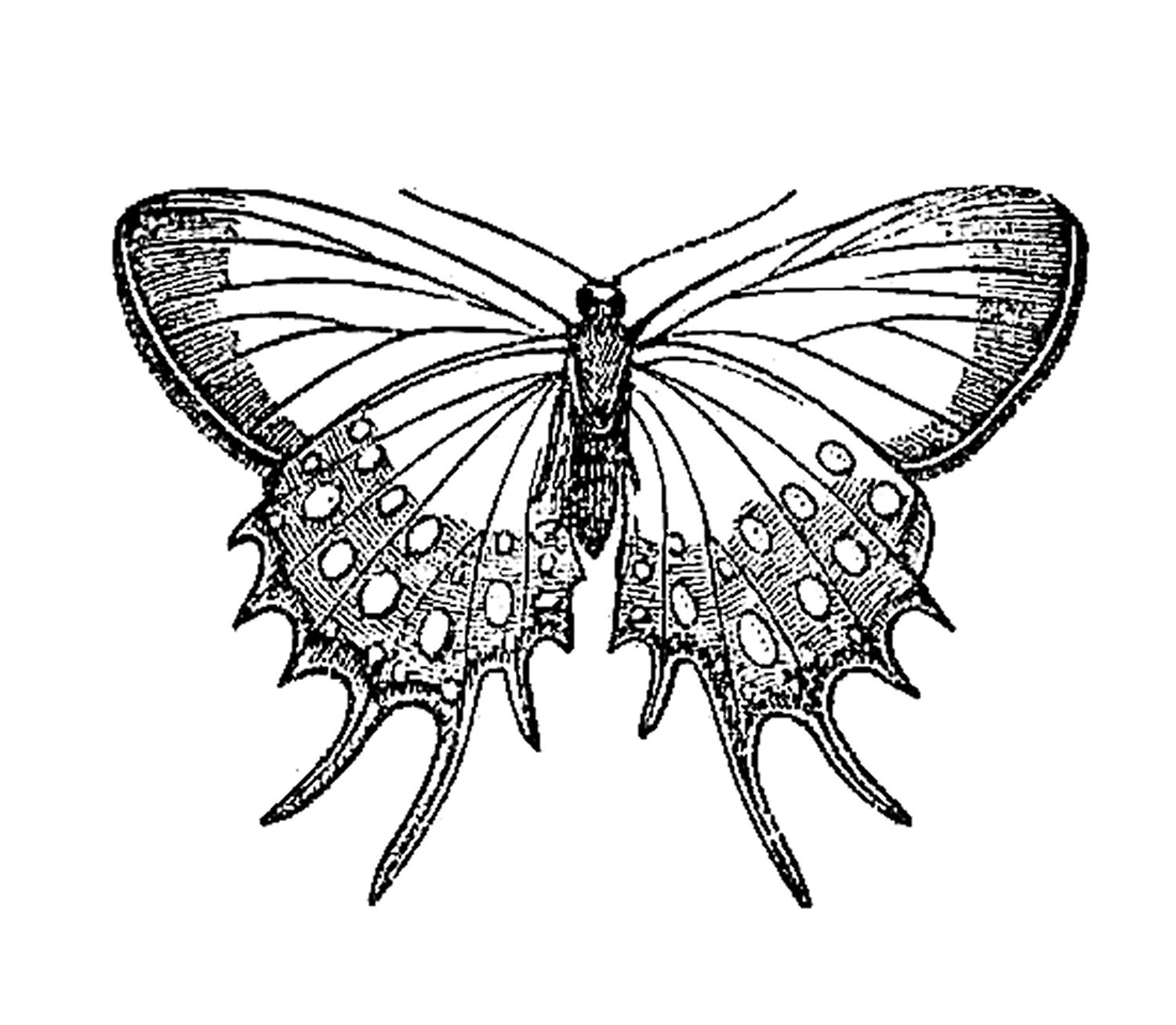 Butterfly And Flower Clip Art Black And White Widescreen 2 HD ...