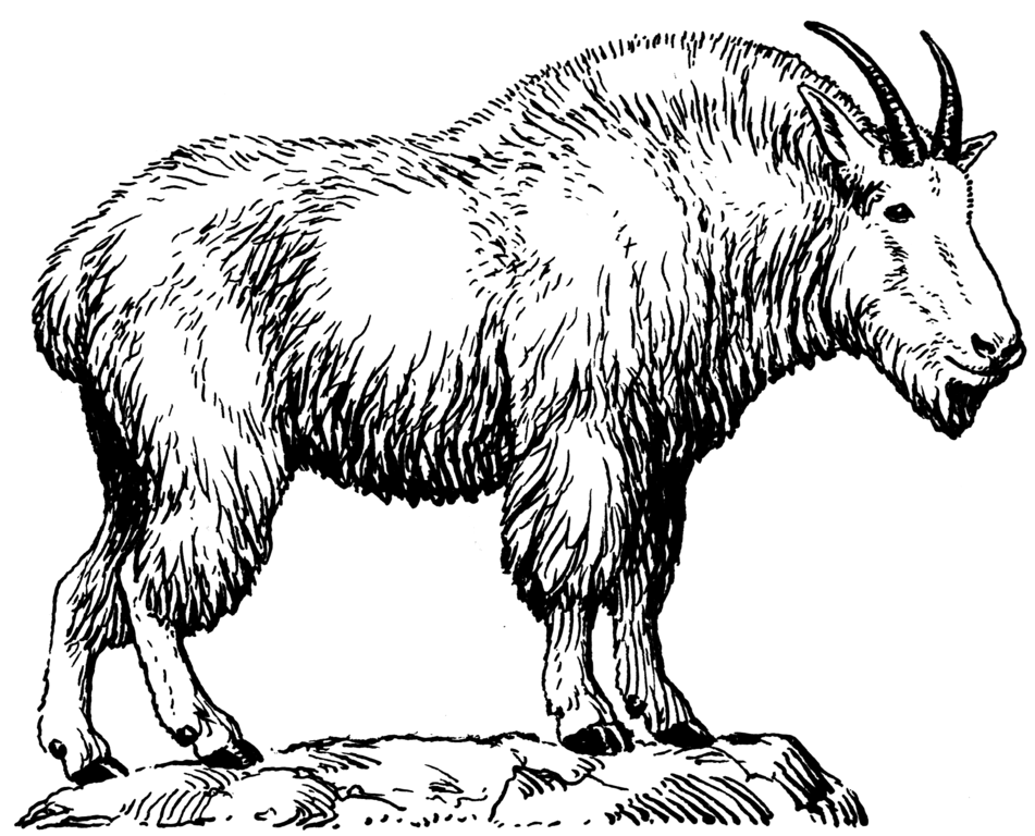 File:Mountain Goat (PSF).png - Wikimedia Commons