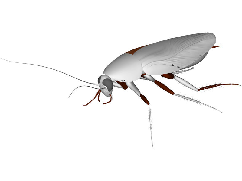 Cockroach 3D Model Download | 3D CAD Browser