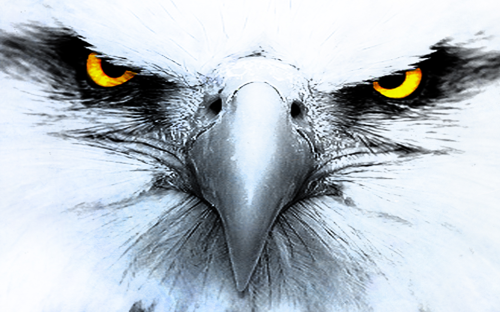 FunMozar – Wallpapers of Eagles