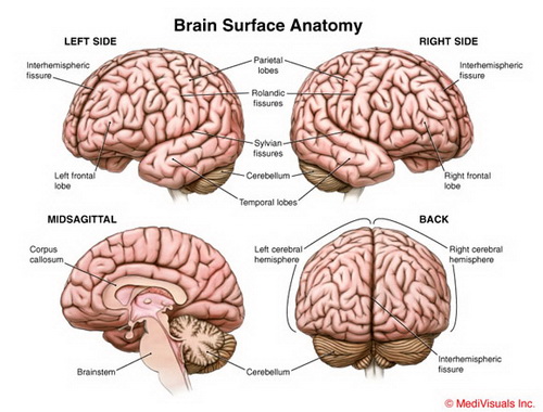 Brain Anatomy and Diagram | Diagram Resources