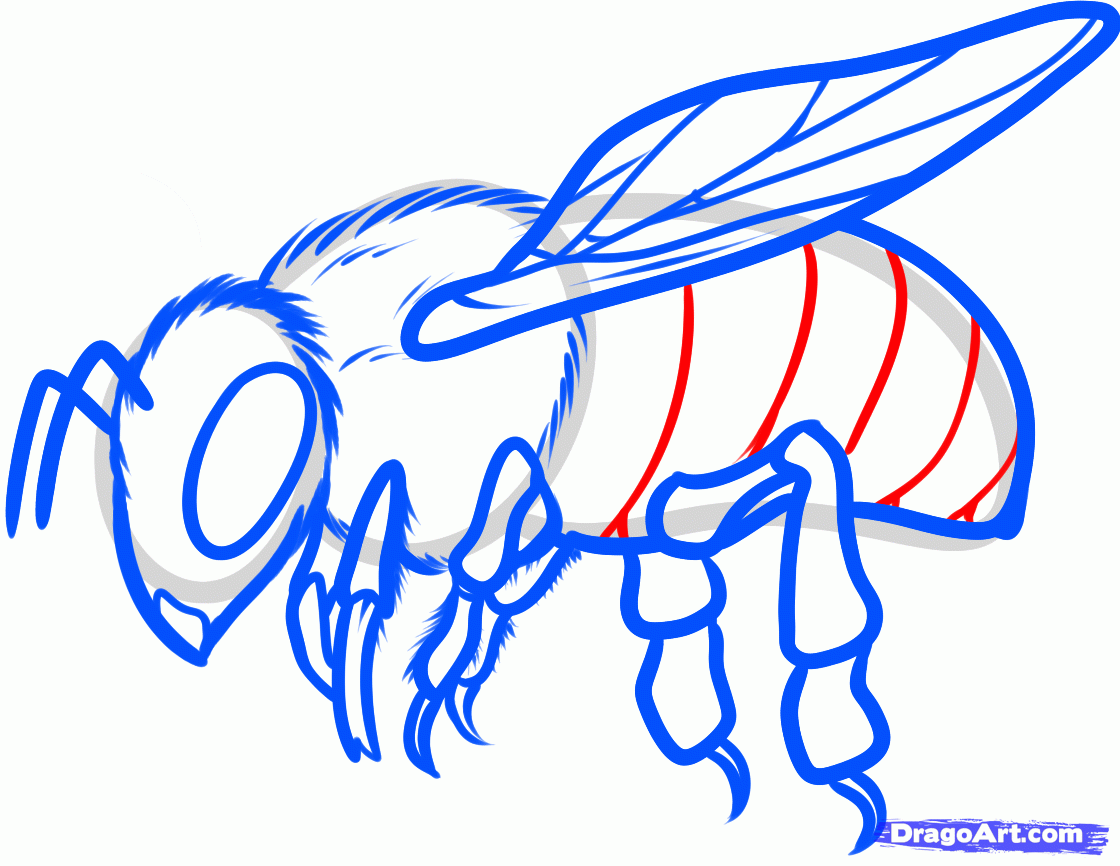 How to Draw a Honey Bee, Step by Step, Bugs, Animals, FREE Online ...