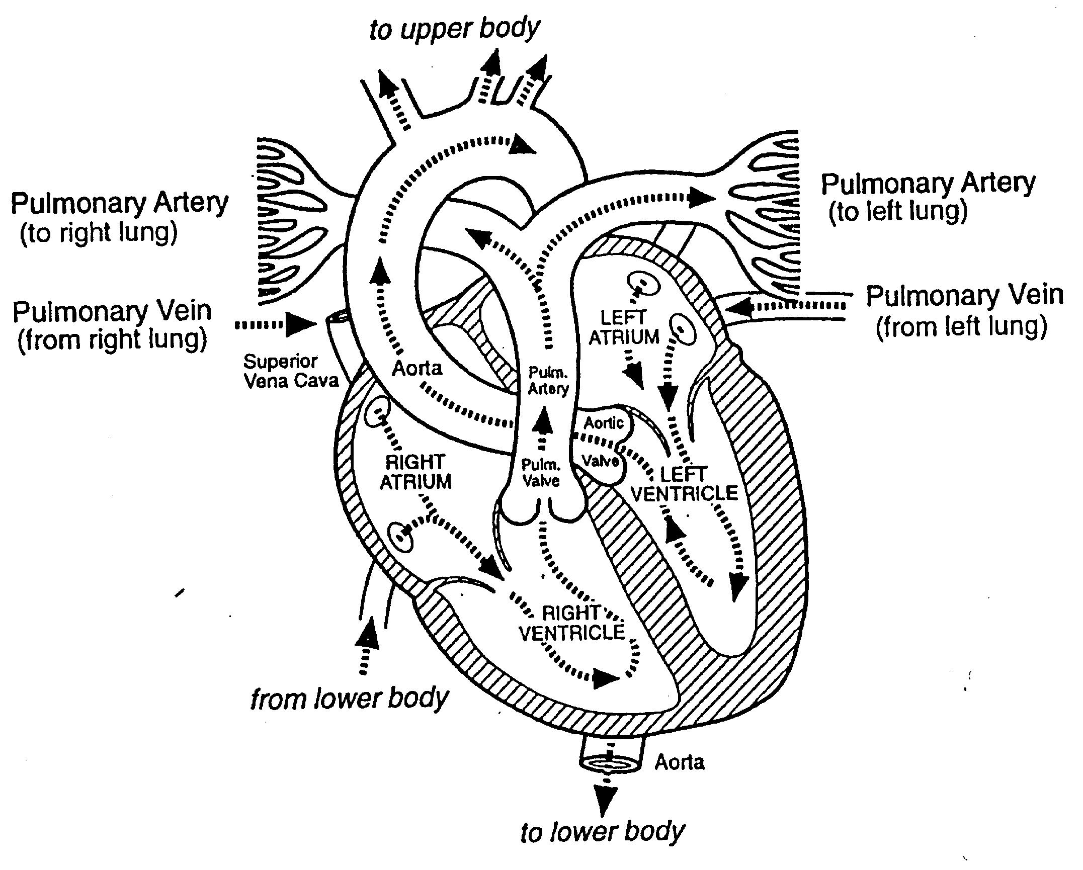 human-heart-sketch-diagram-cliparts-co