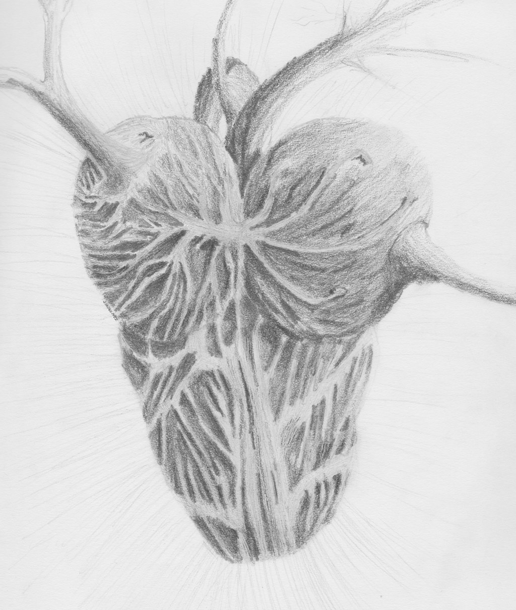 Sketch Book 36: Heart at Gordaen's Blog