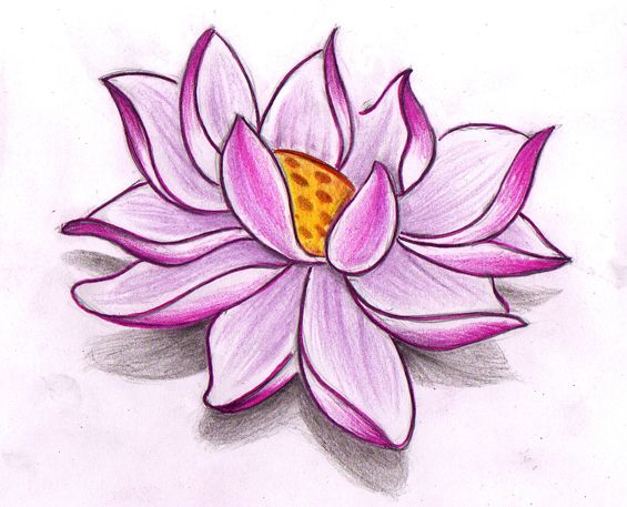 Lotus Drawing | DrawingSomeone.com