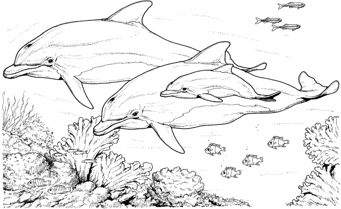Dolphins | Line drawings | Pinterest