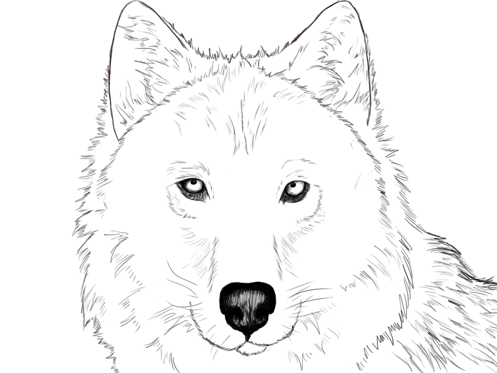 How To Draw A Wolf - Draw Central
