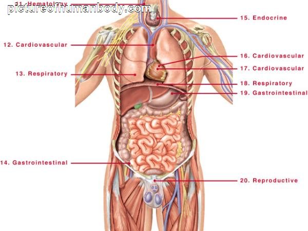 Photos Of Human Body Parts | pictureofhumanbody.com