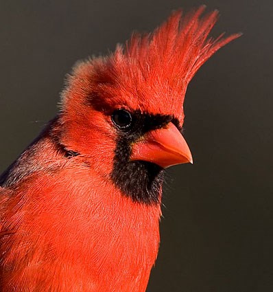 Northern Cardinal, Identification, All About Birds - Cornell Lab ...