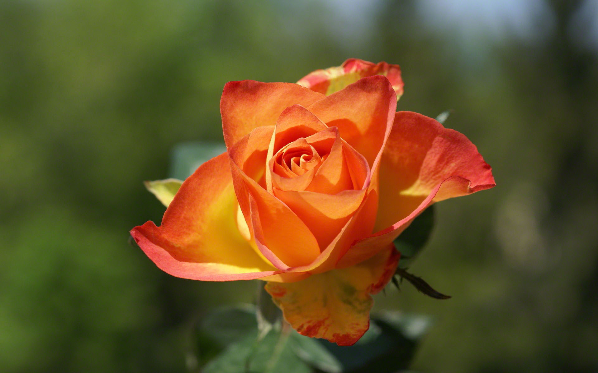 Orange Roses Animated Photography Pictures Photo wallpapers HD ...