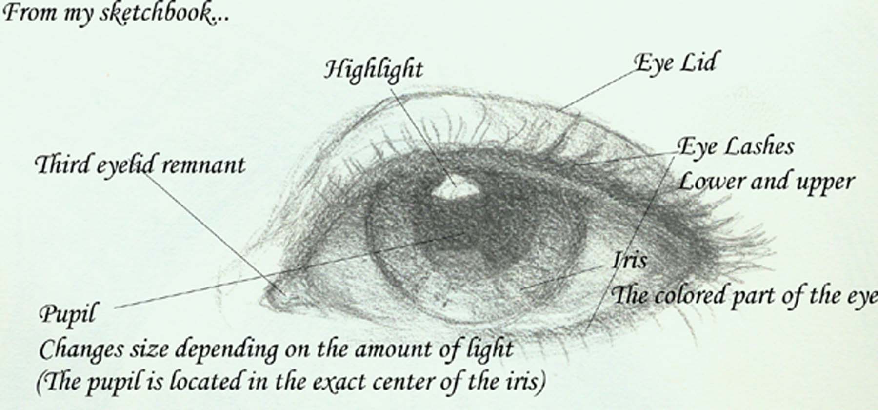 Eye diagram | Jeannie Vodden Art