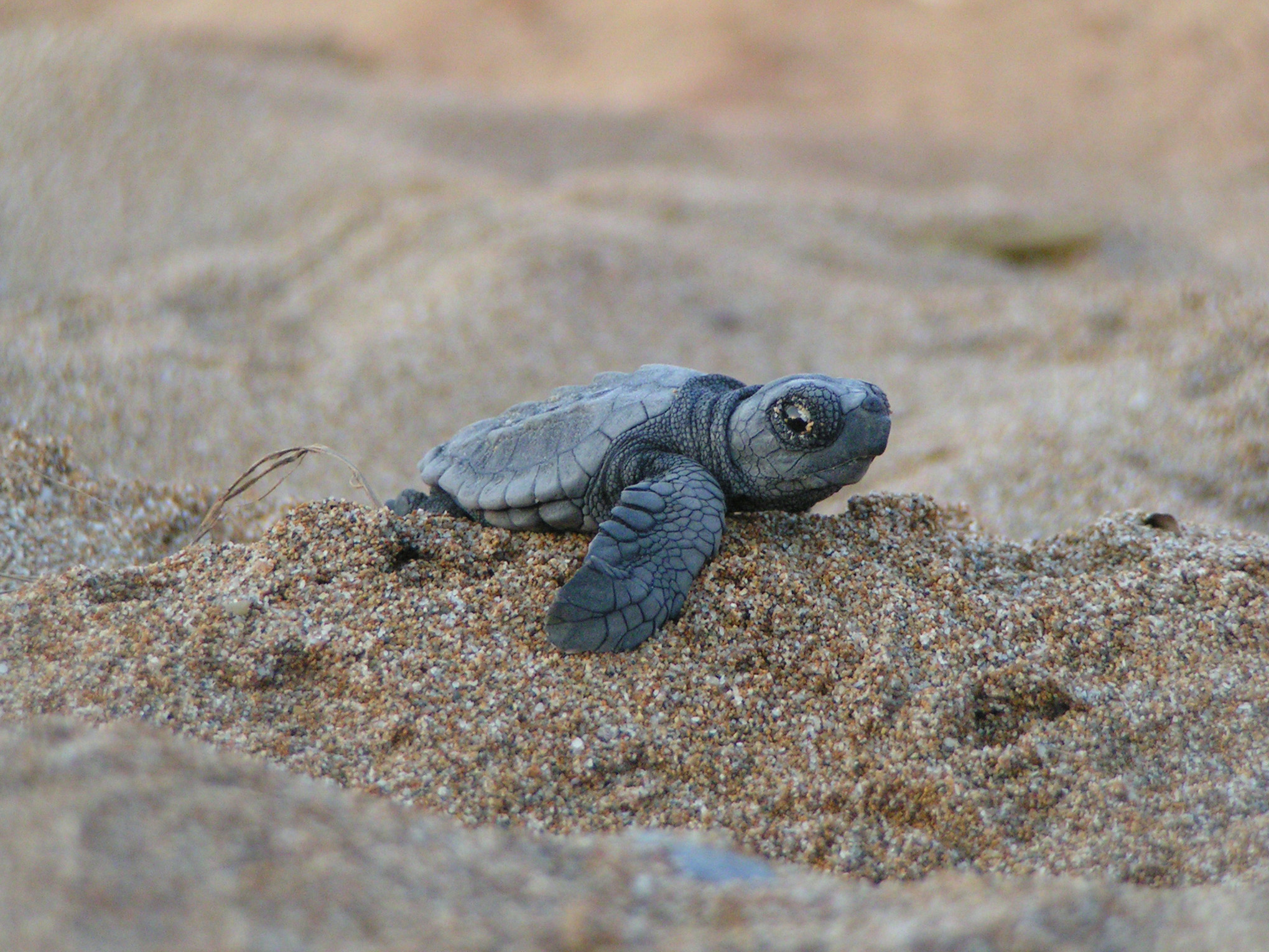 Florida Sea Turtle Information in Delray Beach Florida