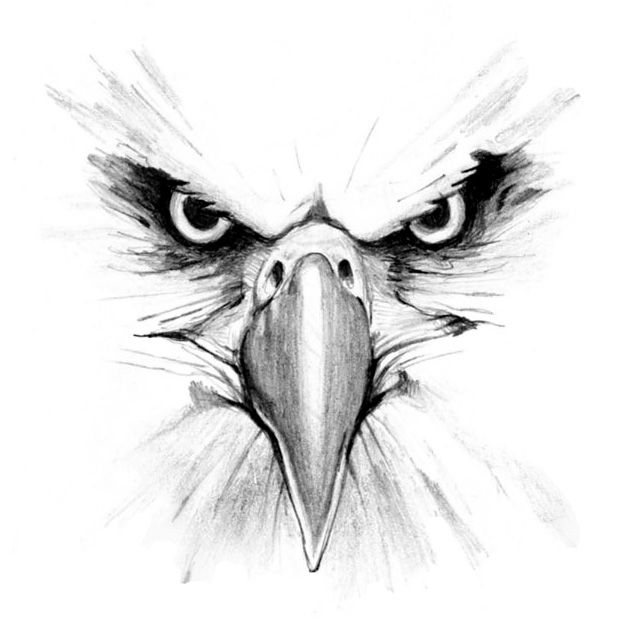 pencil drawings of eagles | Eagle head 1 | Feelin' Crafty ...